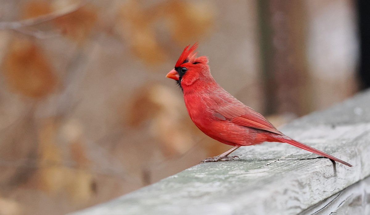 rødkardinal - ML647531470