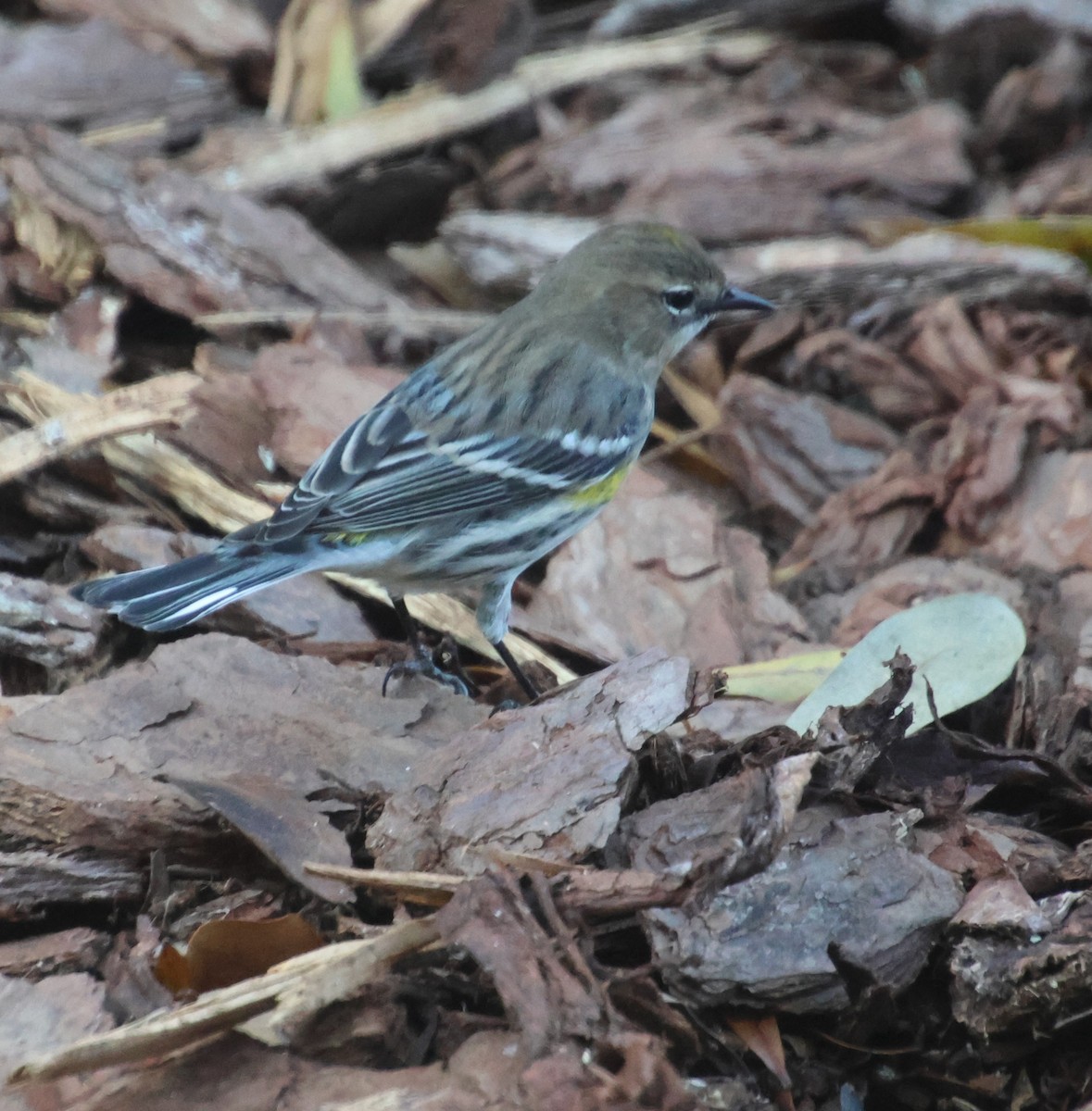 myrteparula - ML647531471