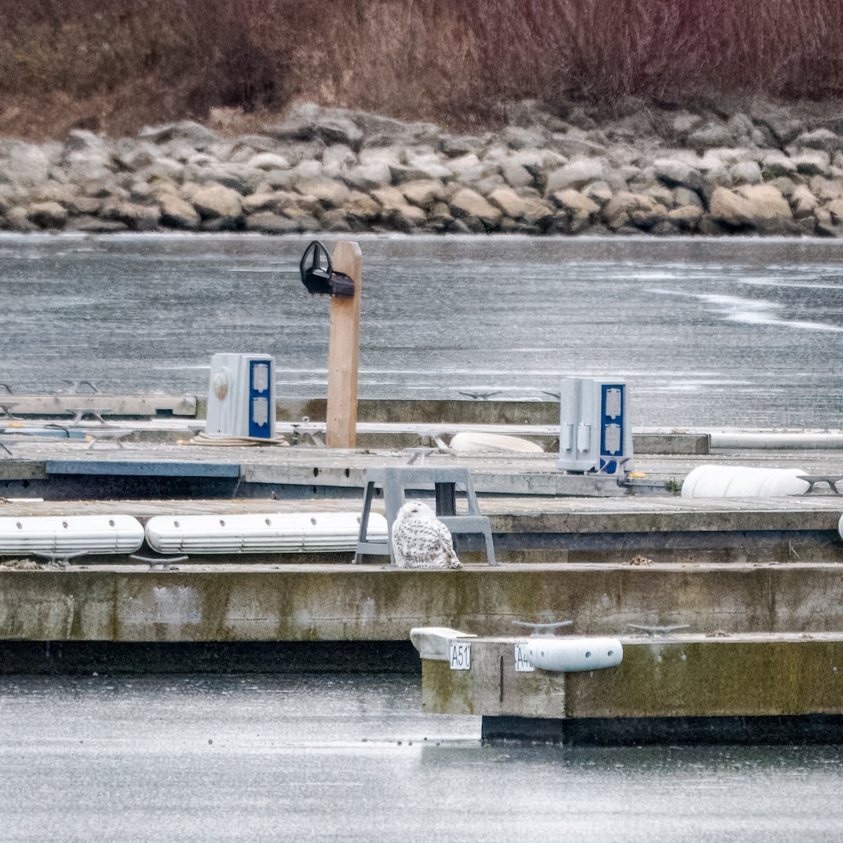 Snowy Owl - ML647531500