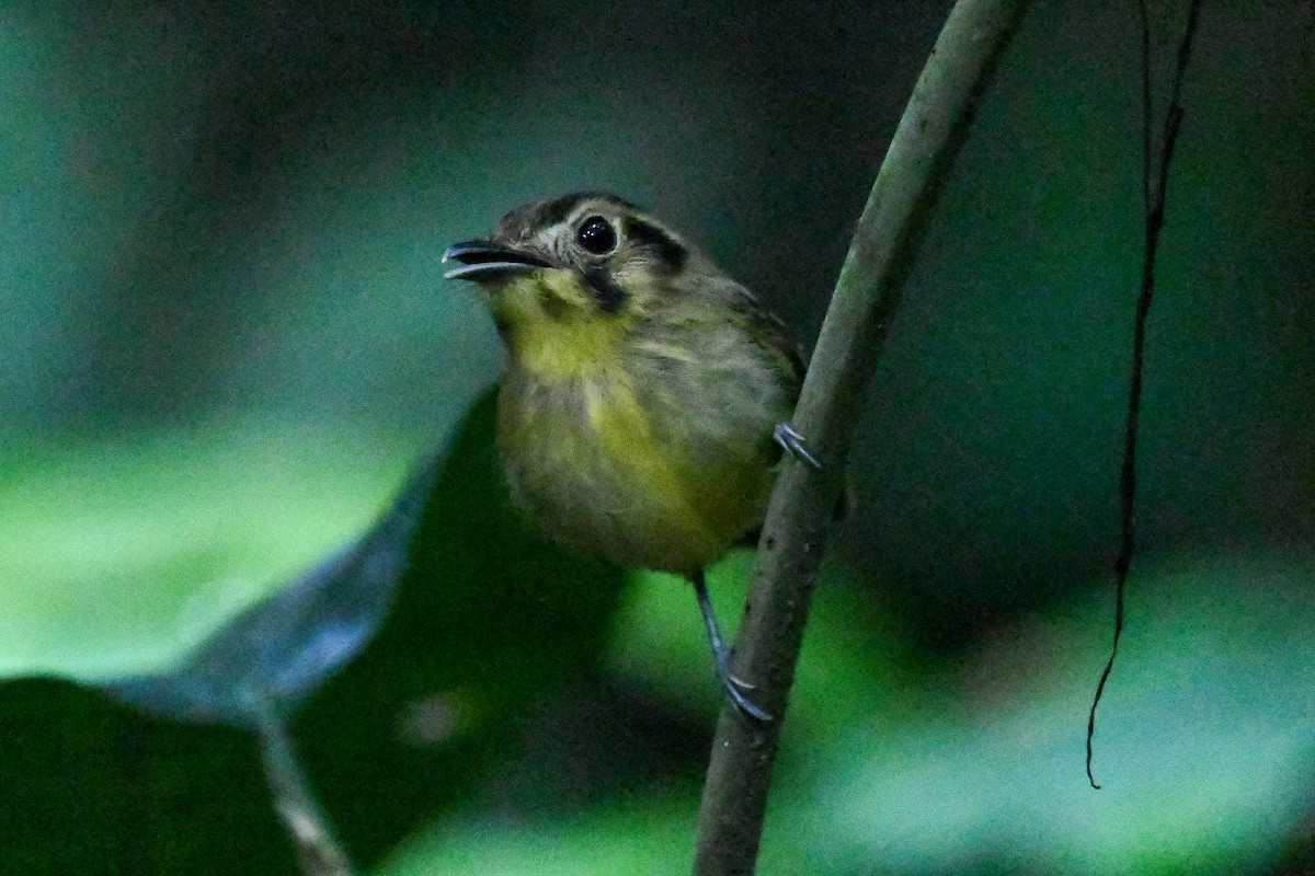 Picoplano Coronado - ML647531509