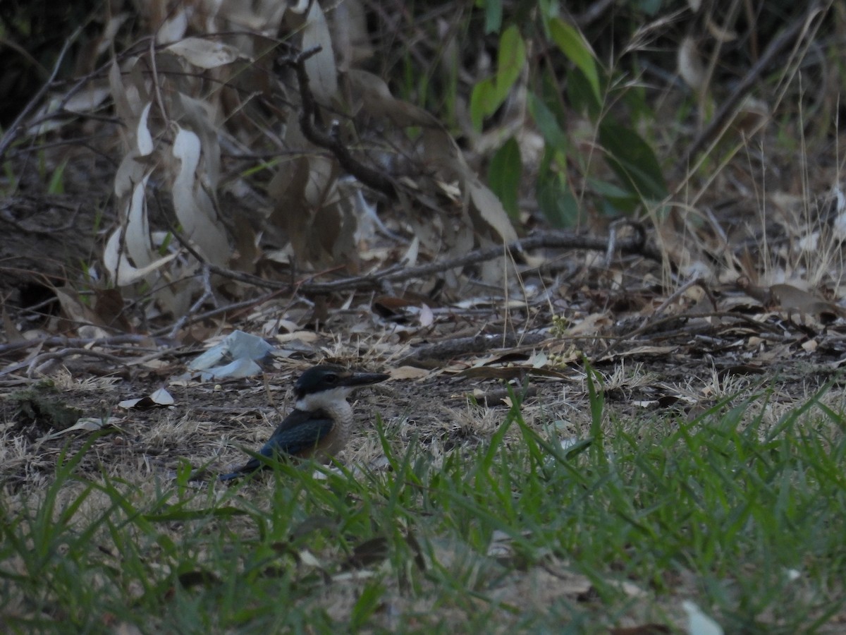 Alción Sagrado - ML647531512