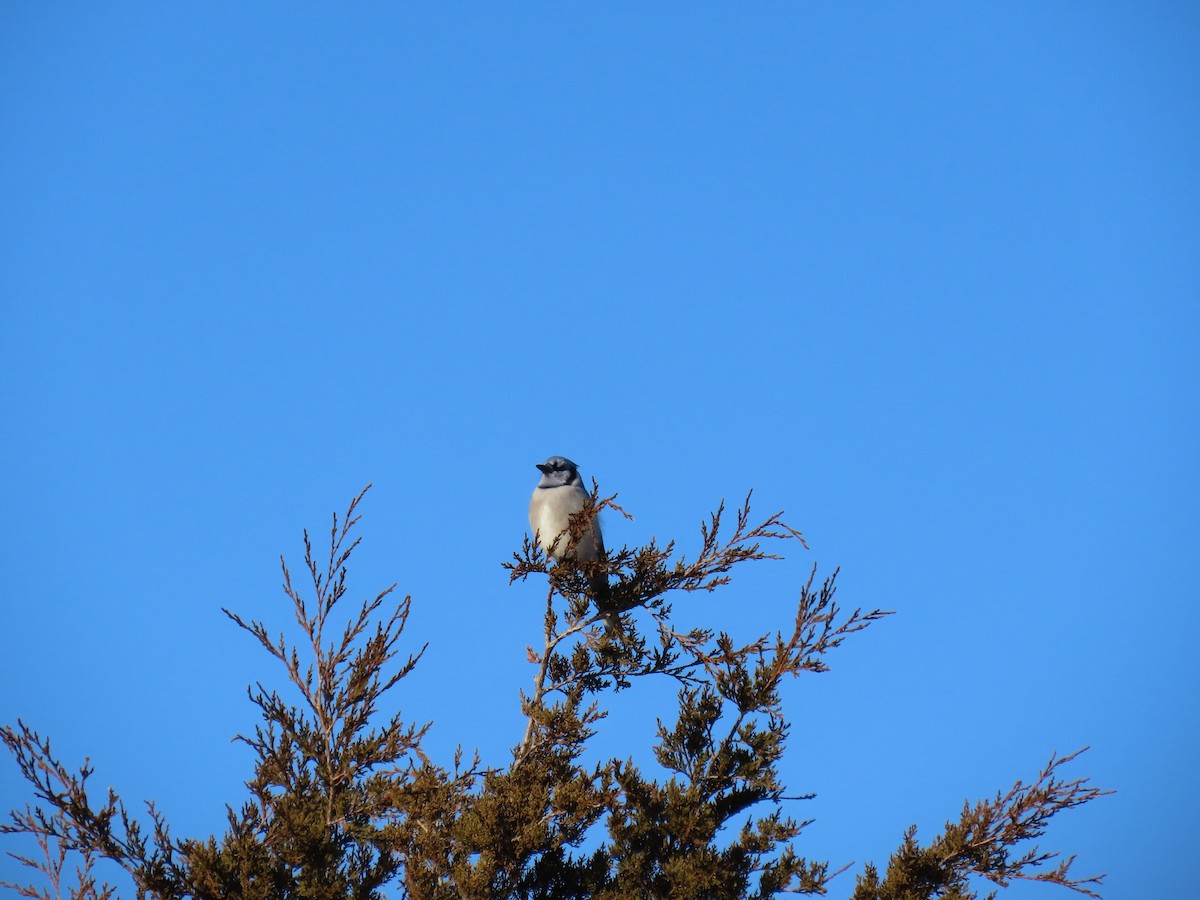 Chara Azul - ML647531515