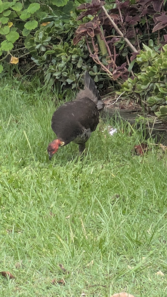 Talégalo Cabecirrojo - ML647531518