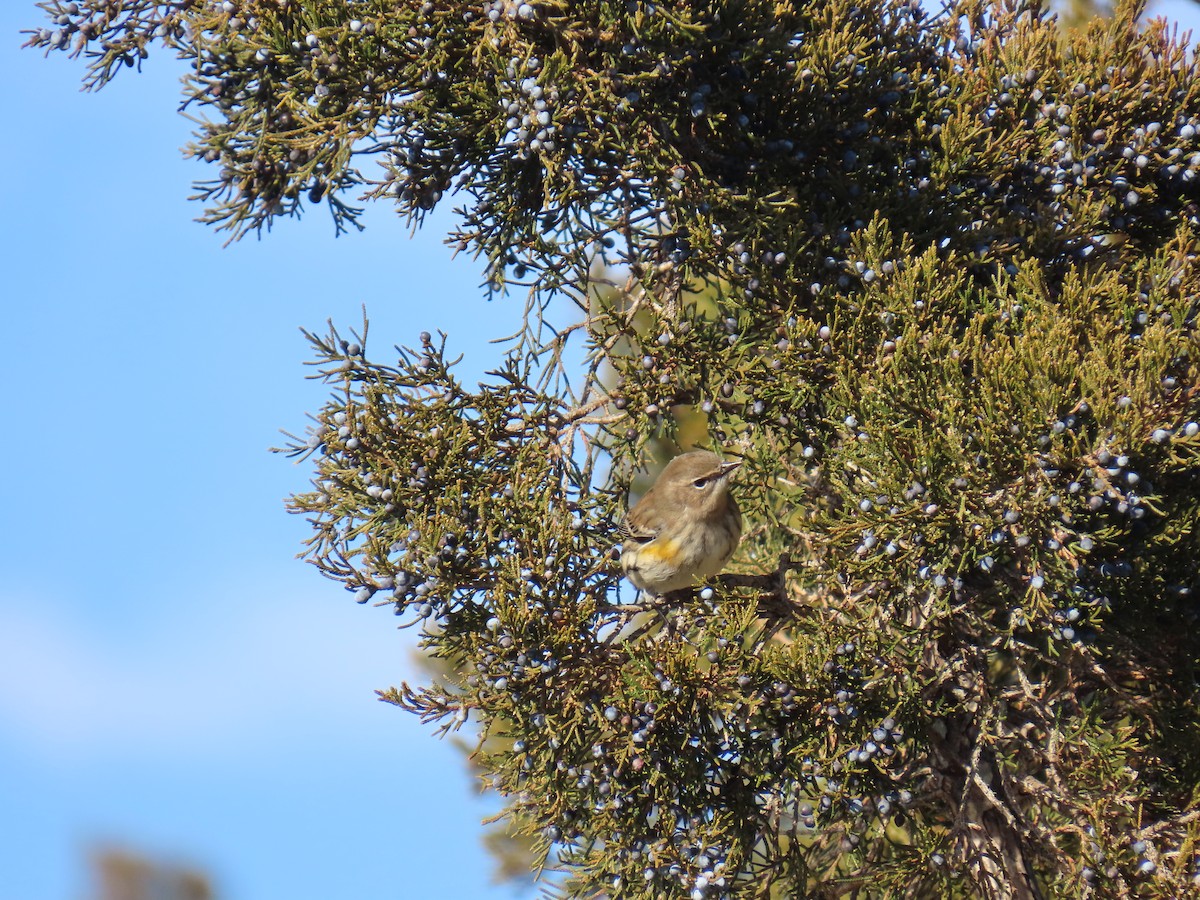 Reinita Coronada - ML647531521