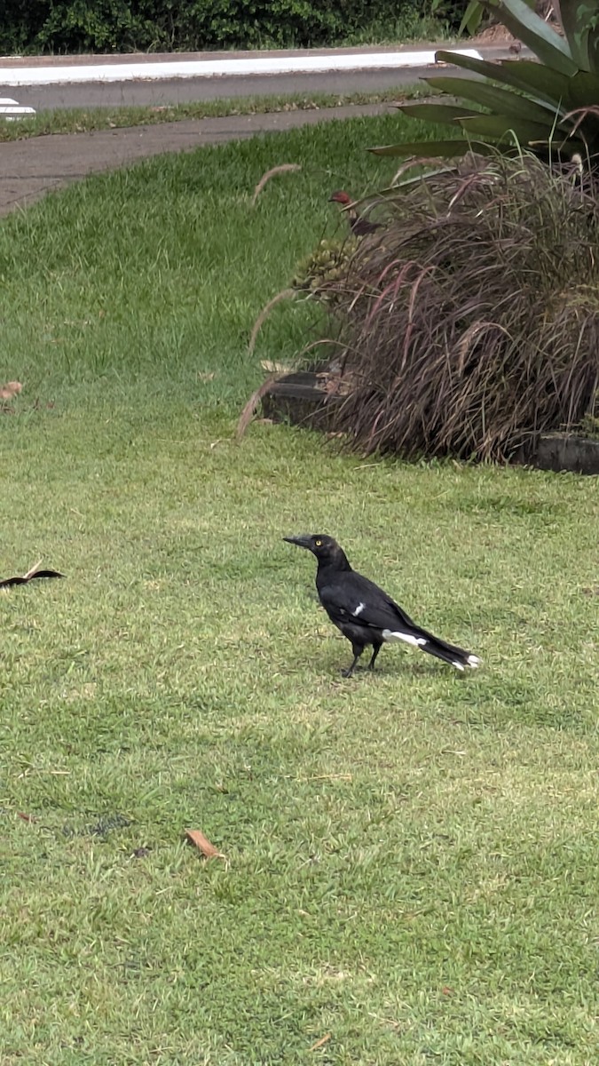 Verdugo Pío - ML647531523