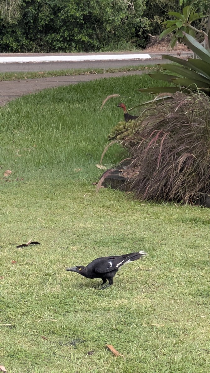 Verdugo Pío - ML647531524