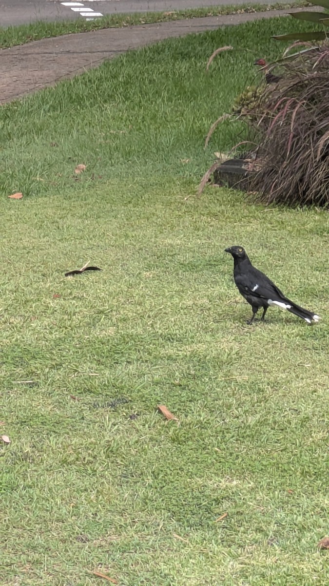 Verdugo Pío - ML647531526