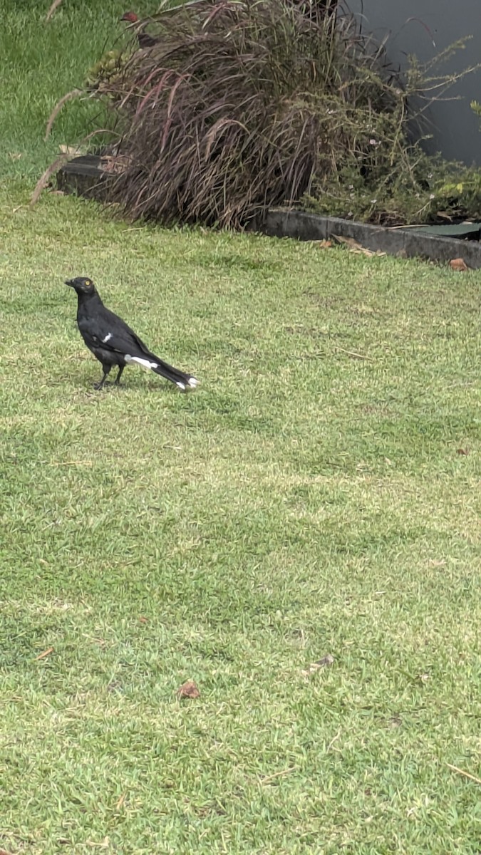 Verdugo Pío - ML647531527