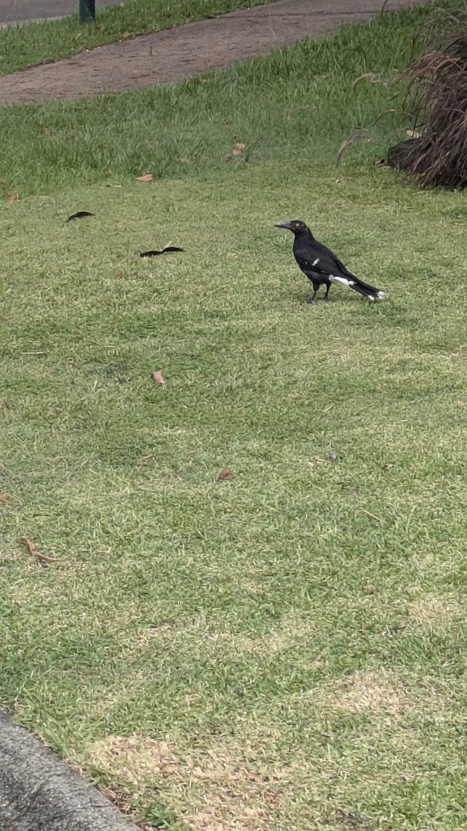 Verdugo Pío - ML647531528