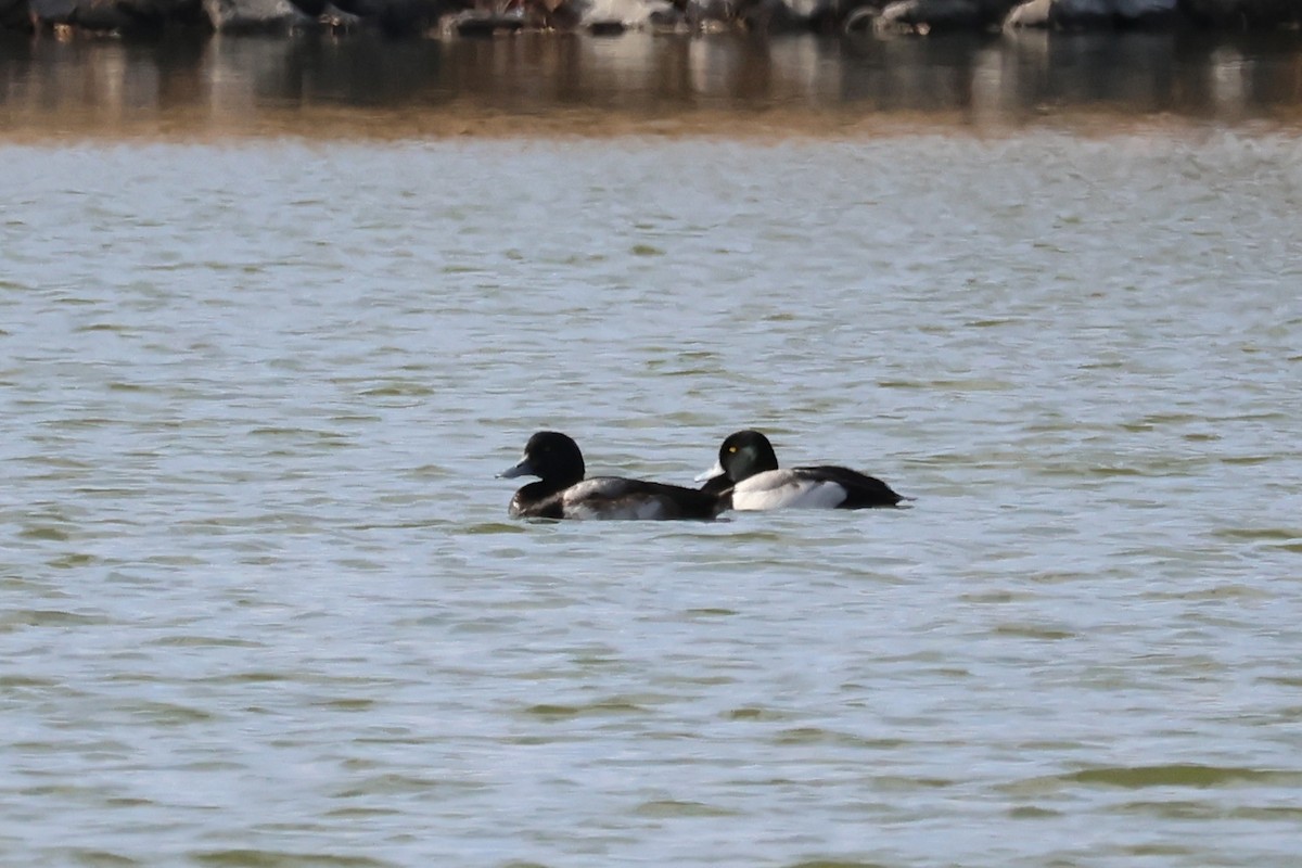 Porrón Bastardo - ML647531529