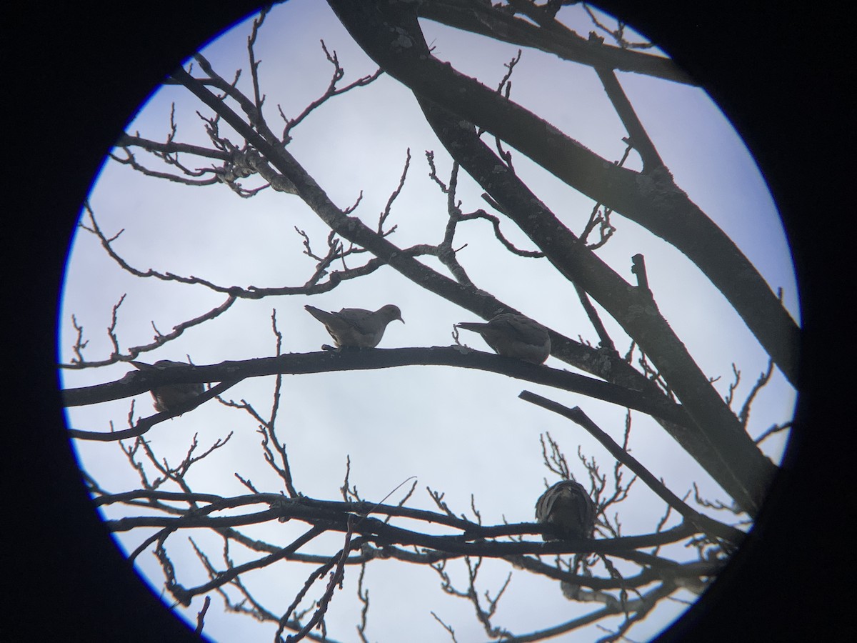 Zenaida Huilota - ML647531530