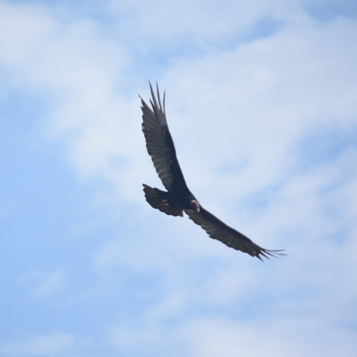 Aura Gallipavo - ML647531533