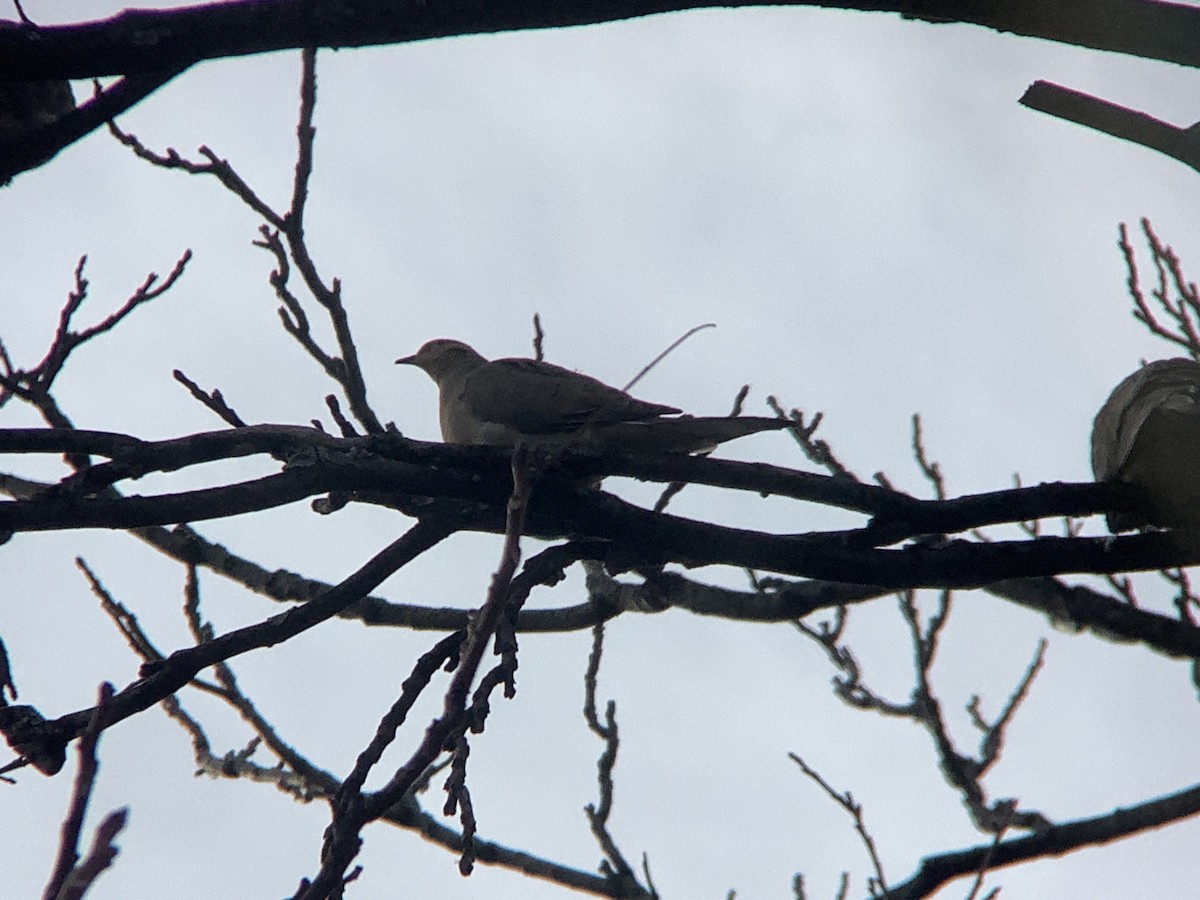 Zenaida Huilota - ML647531534