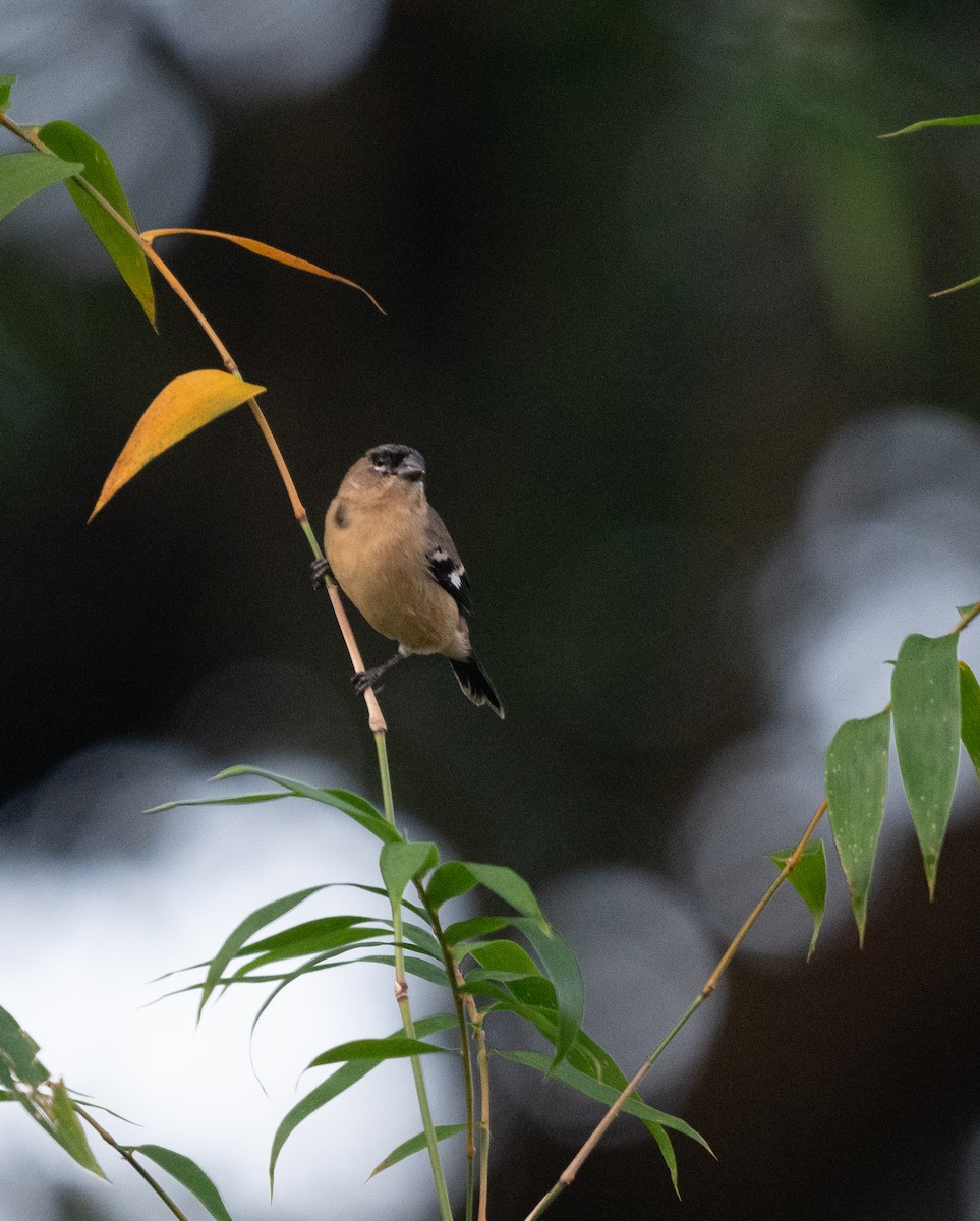Semillero Cuelliblanco - ML647531535