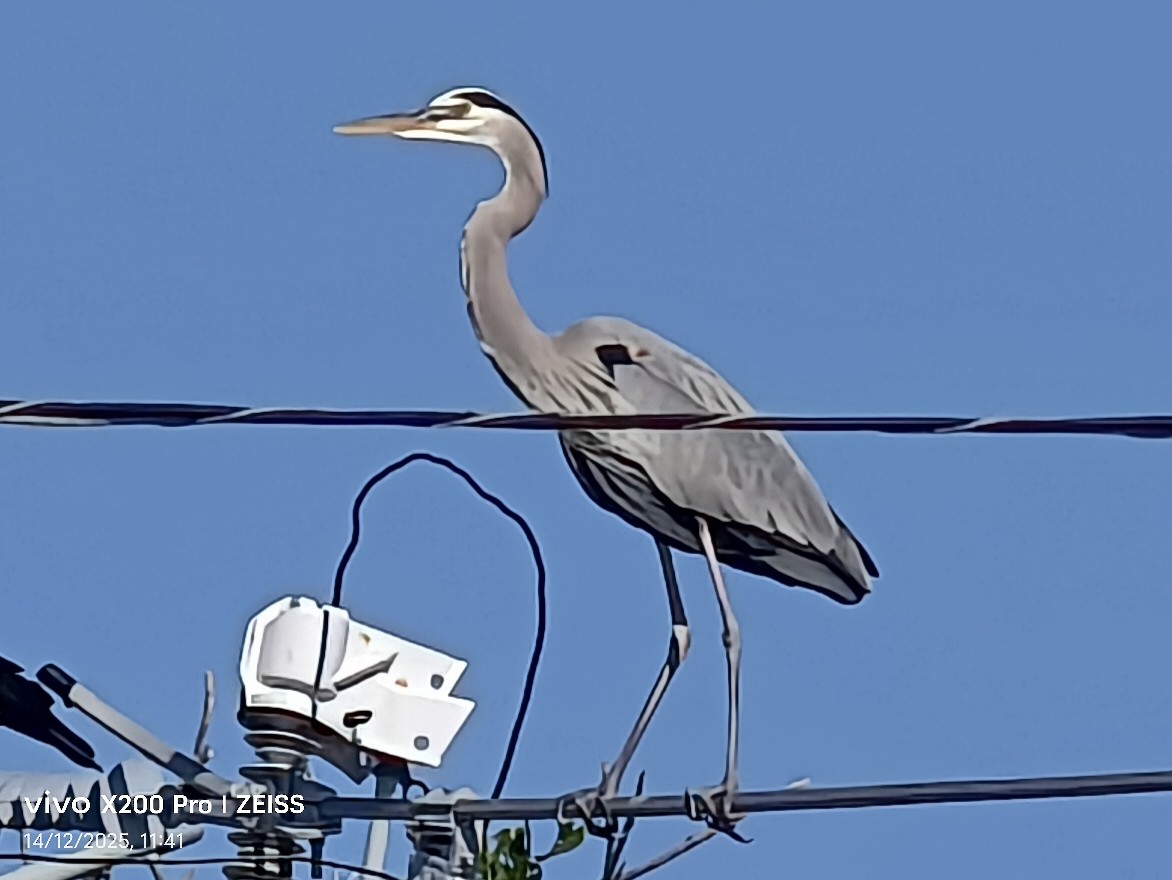 Garza Azulada - ML647531536