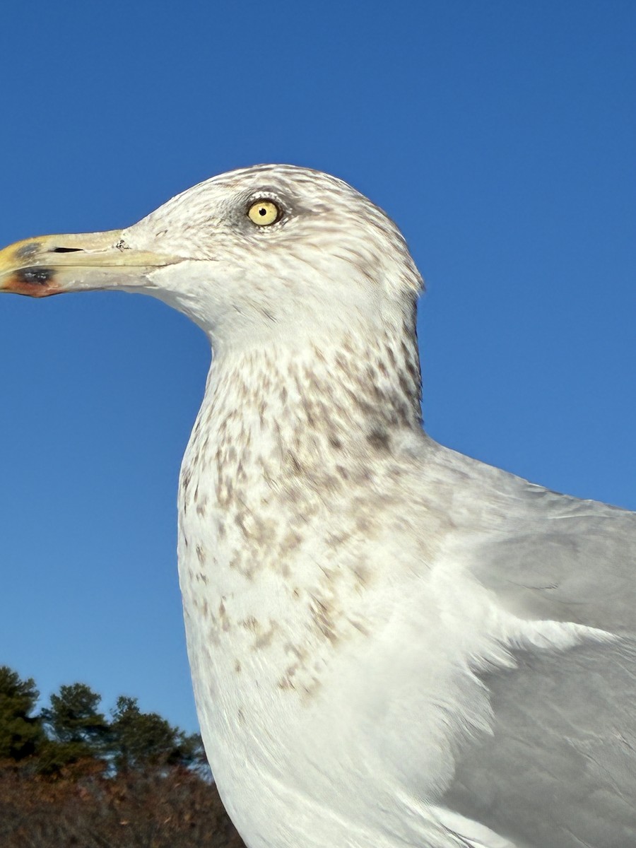 Gaviota Argéntea Americana - ML647531537