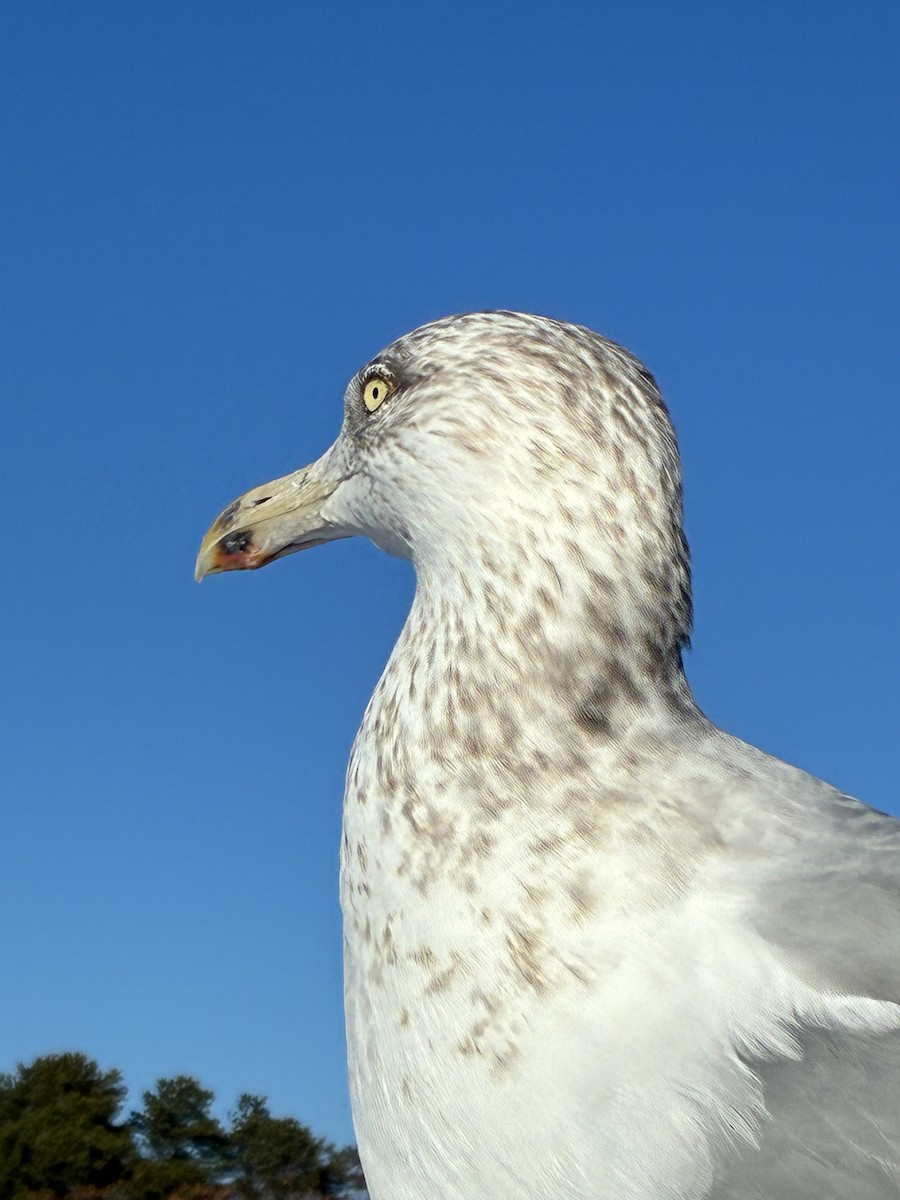 Gaviota Argéntea Americana - ML647531538