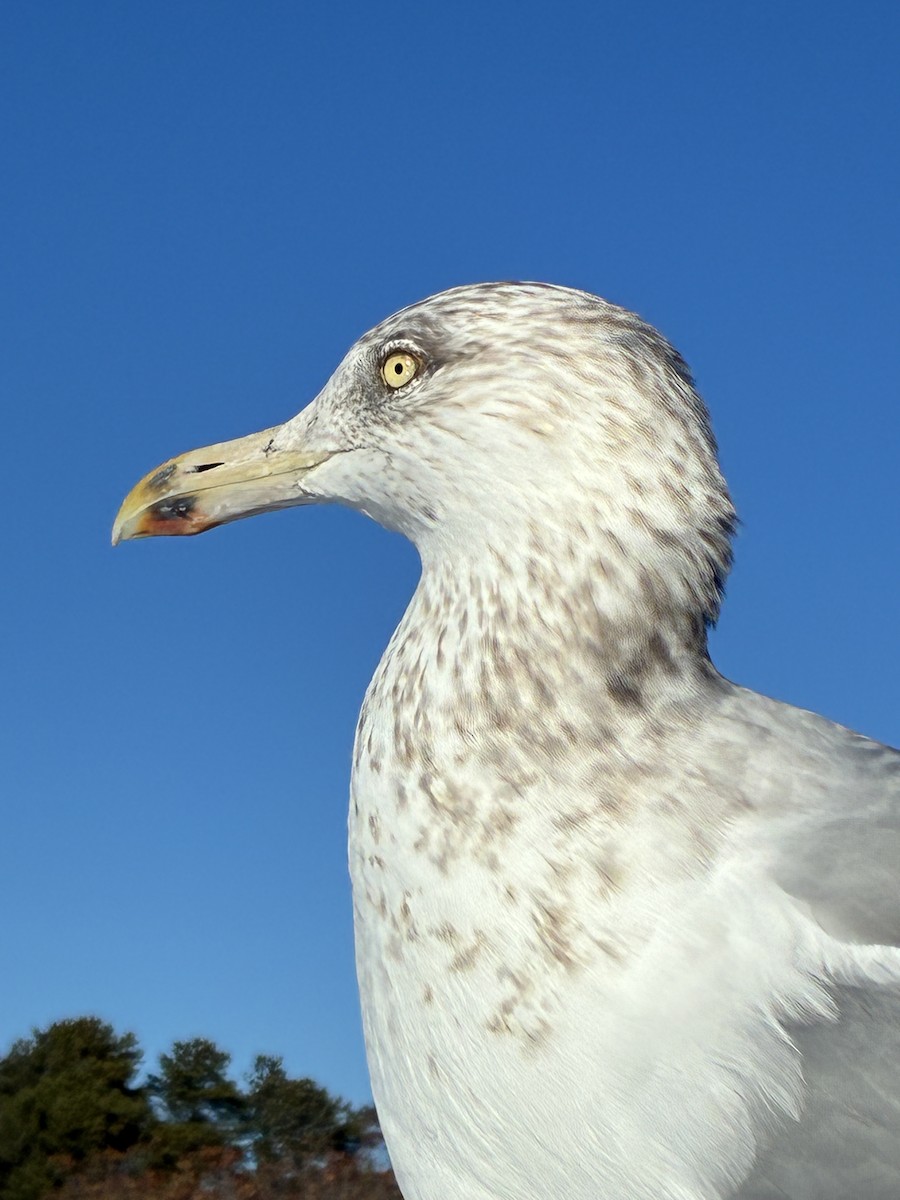 Gaviota Argéntea Americana - ML647531539