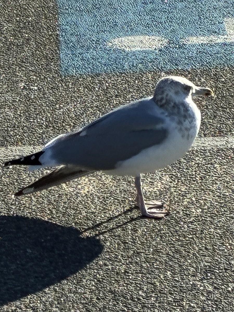 Gaviota Argéntea Americana - ML647531540