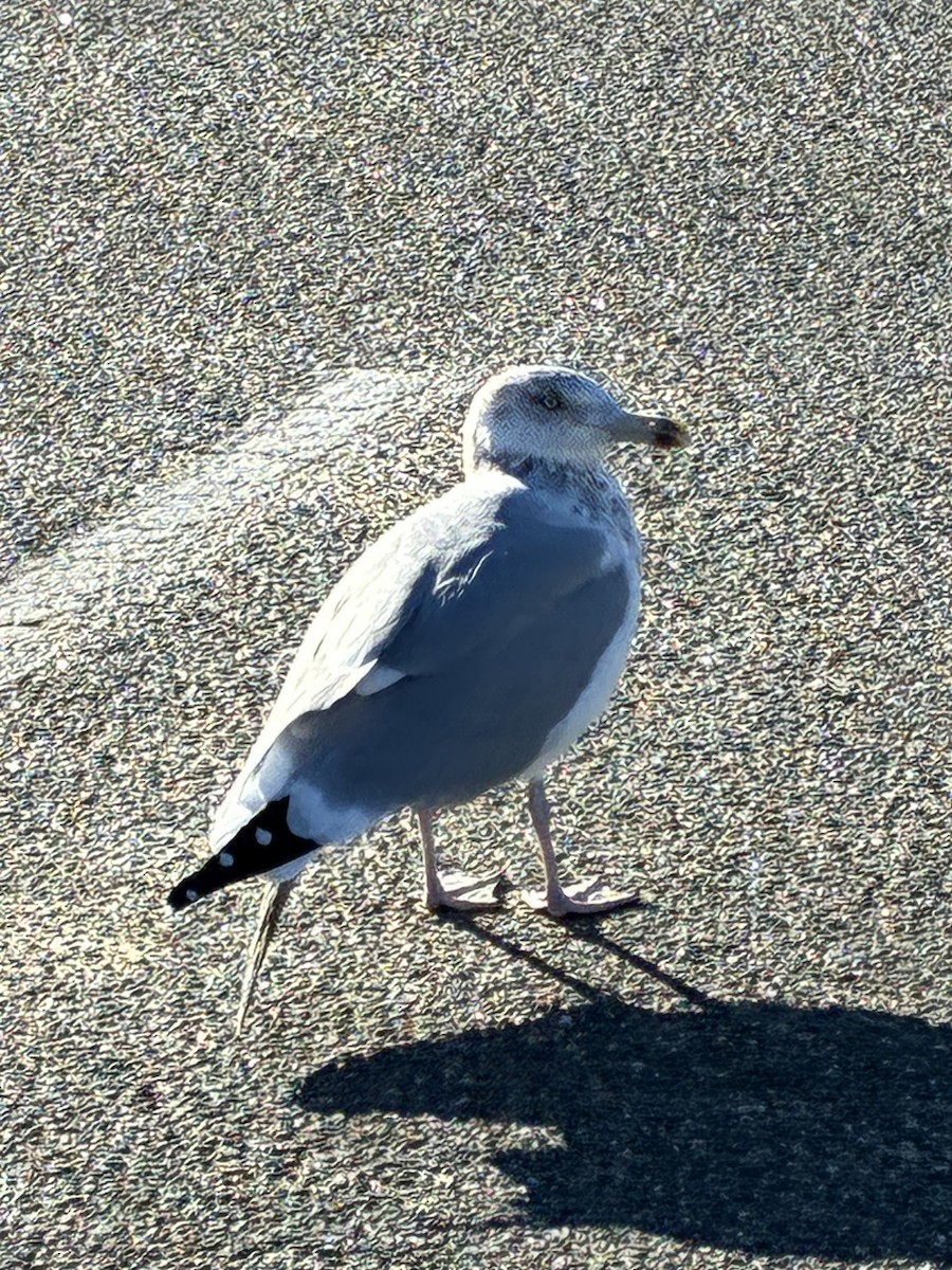 Gaviota Argéntea Americana - ML647531541