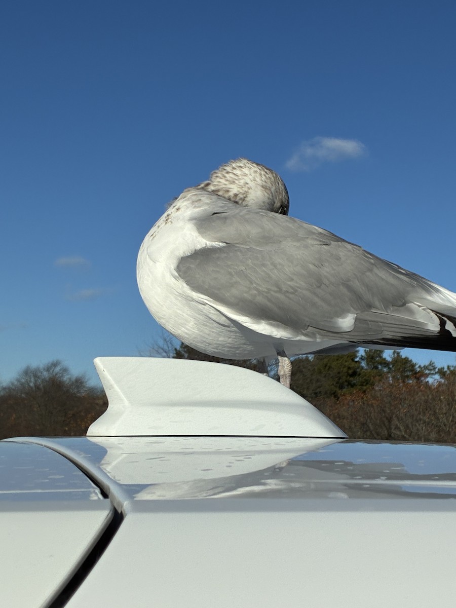 Gaviota Argéntea Americana - ML647531542