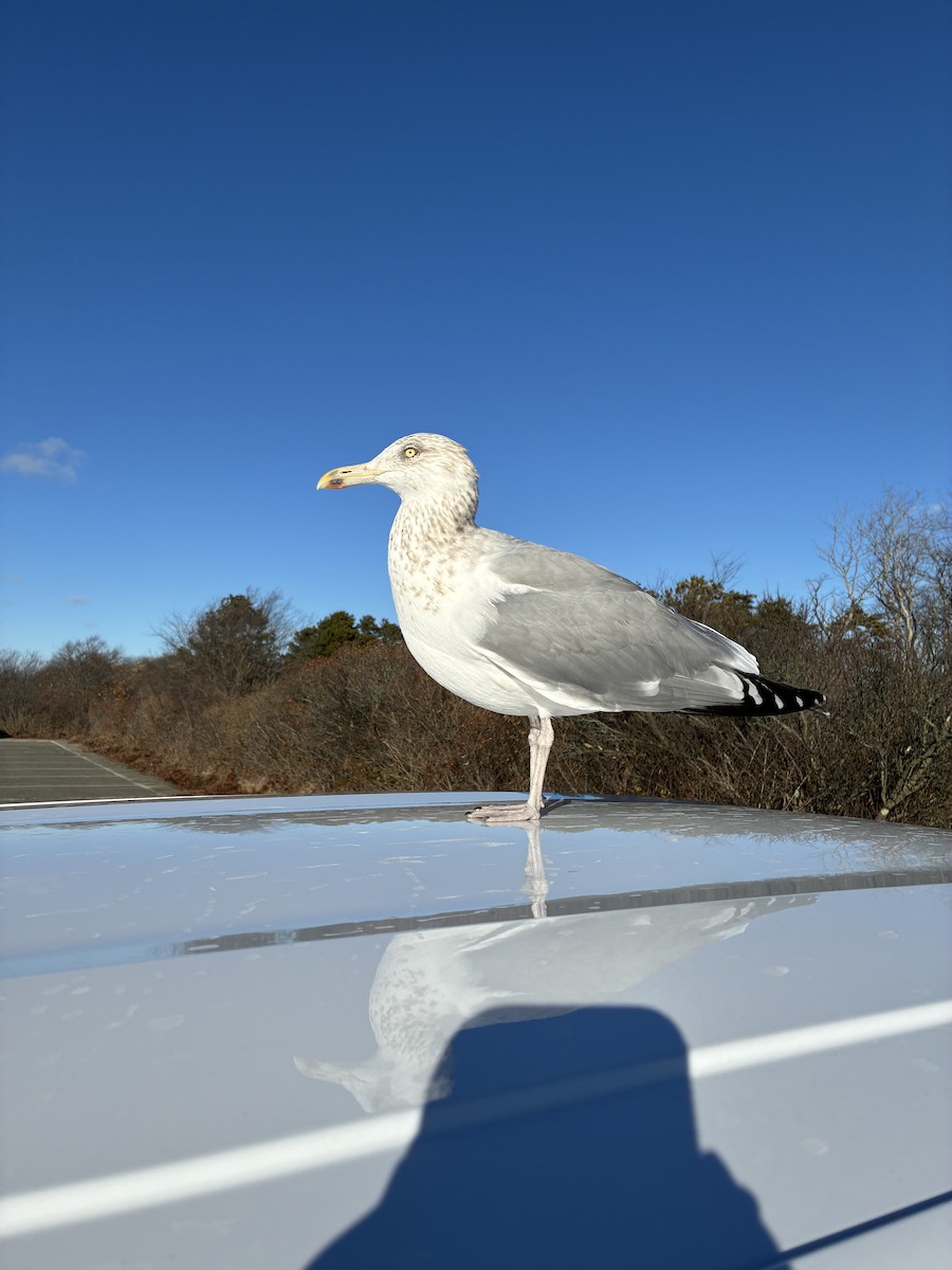 Gaviota Argéntea Americana - ML647531545