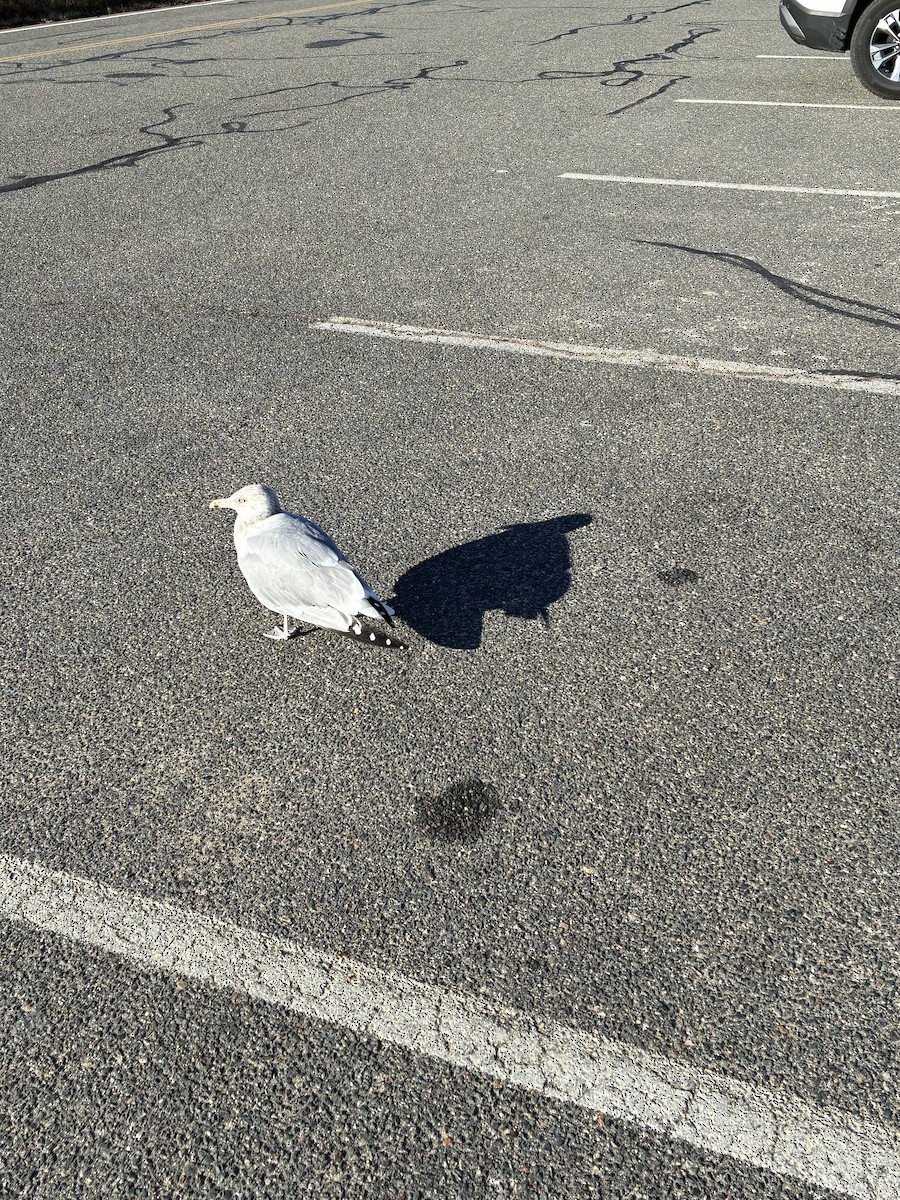 Gaviota Argéntea Americana - ML647531547