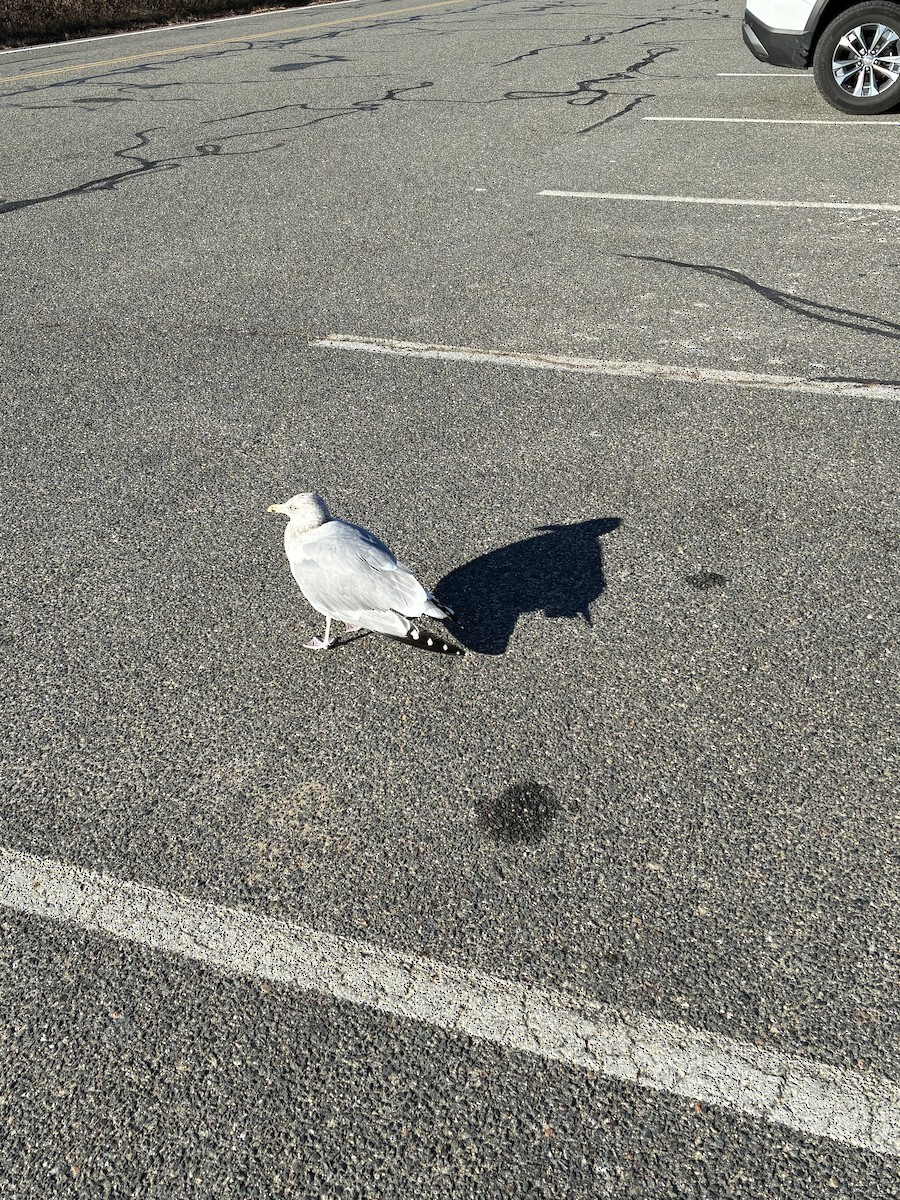 Gaviota Argéntea Americana - ML647531548