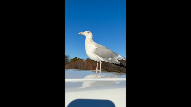 Мартин американський - ML647531549