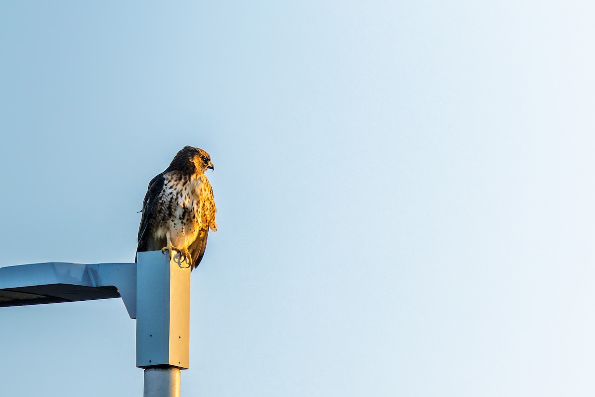 Busardo Colirrojo (borealis) - ML647531550