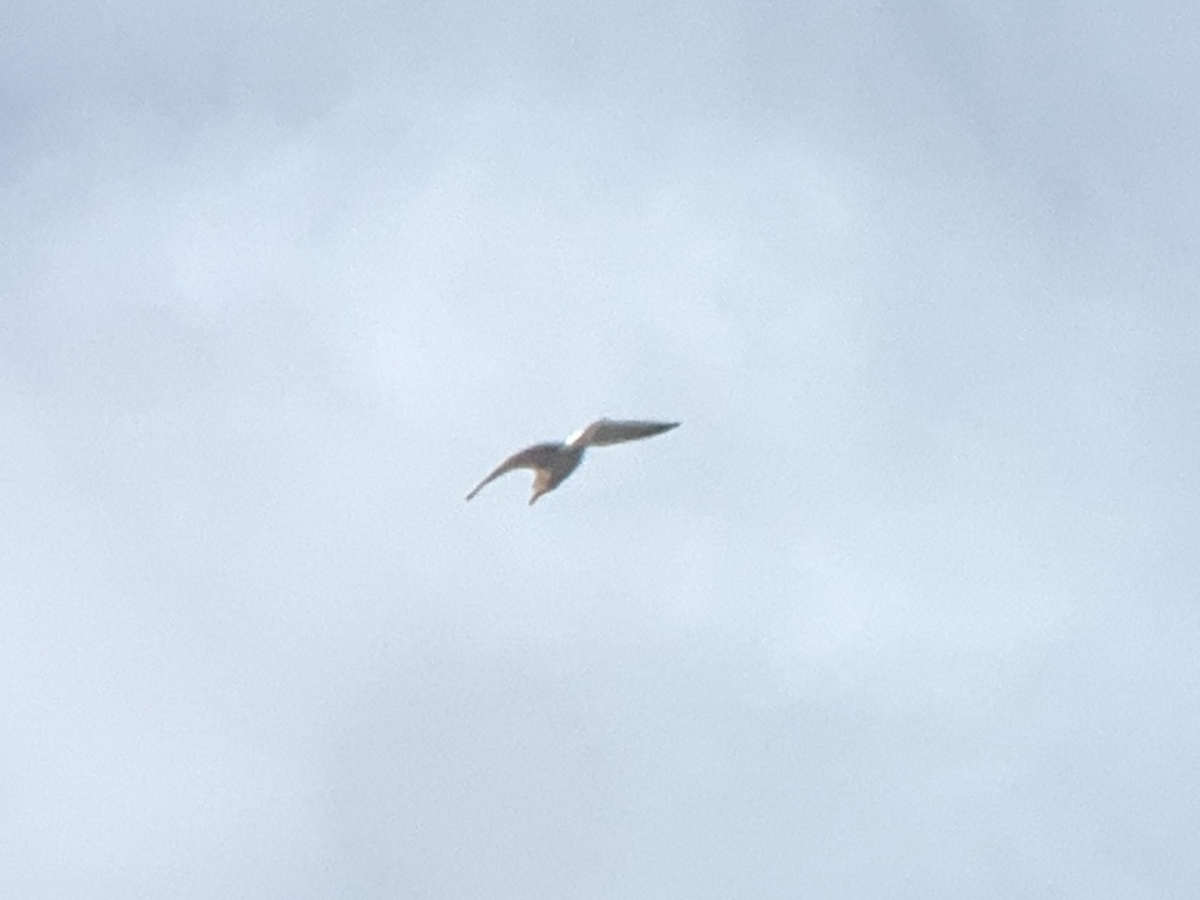 Gaviota/Gavión sp. - ML647531551