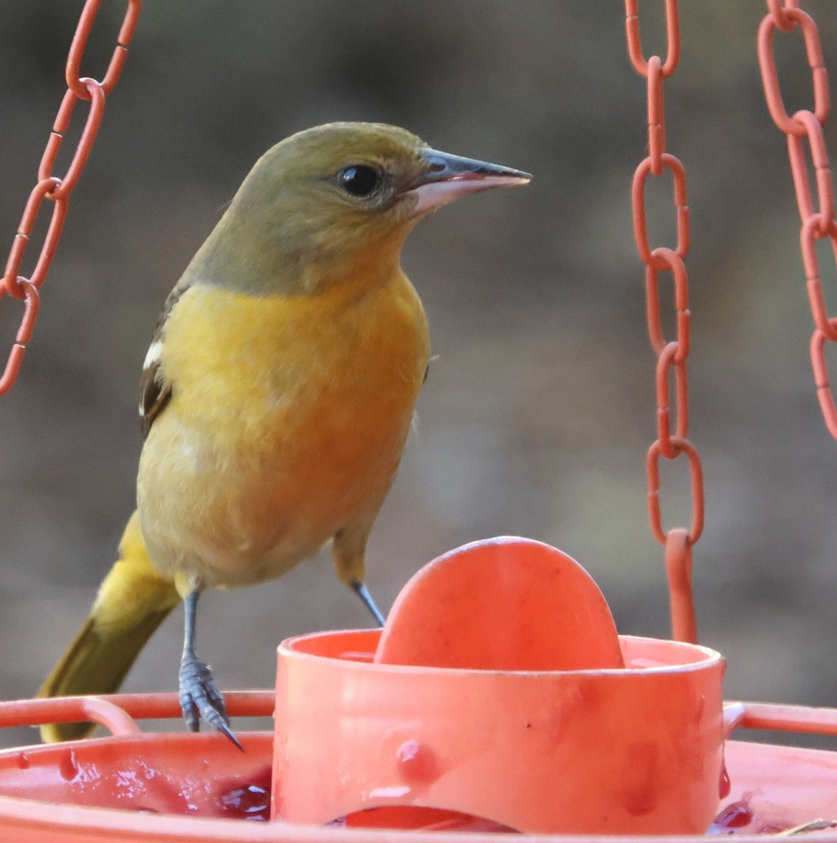 Turpial de Baltimore - ML647531552