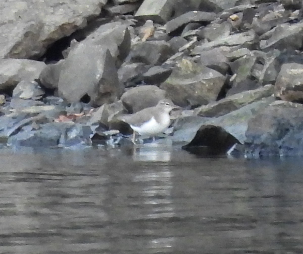 Andarríos Maculado - ML647531553