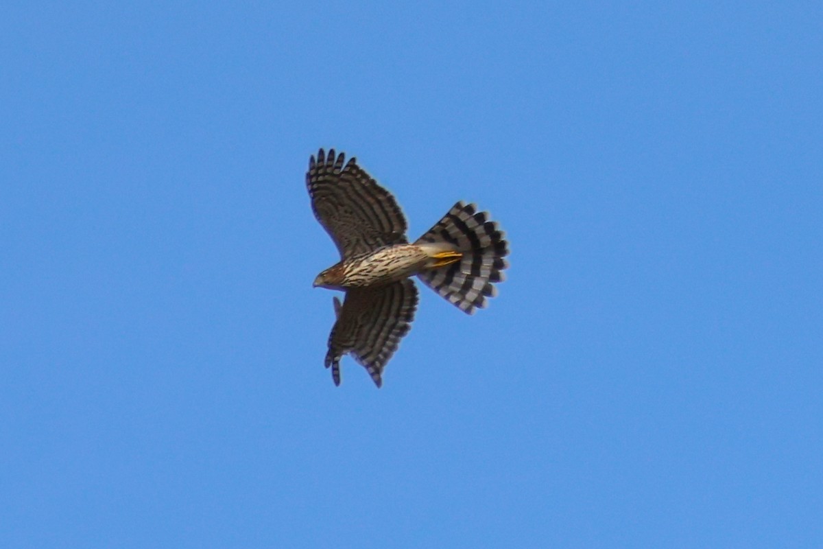 Cooper's Hawk - ML647531556