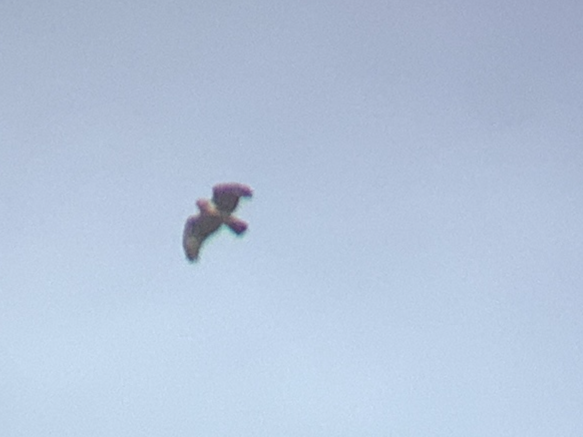 鷹科(中、小型) - ML647531559