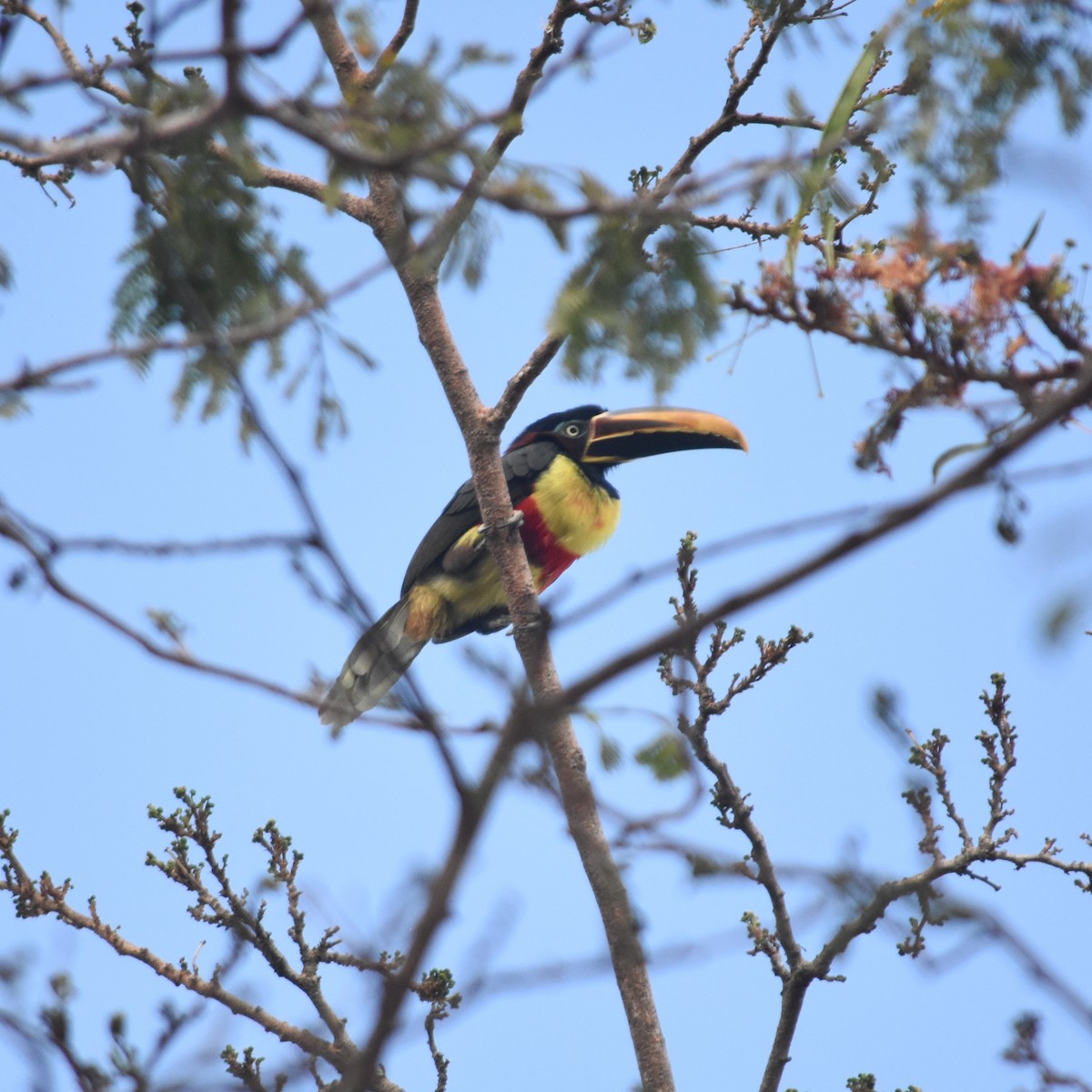 arassari hnědouchý - ML647531562