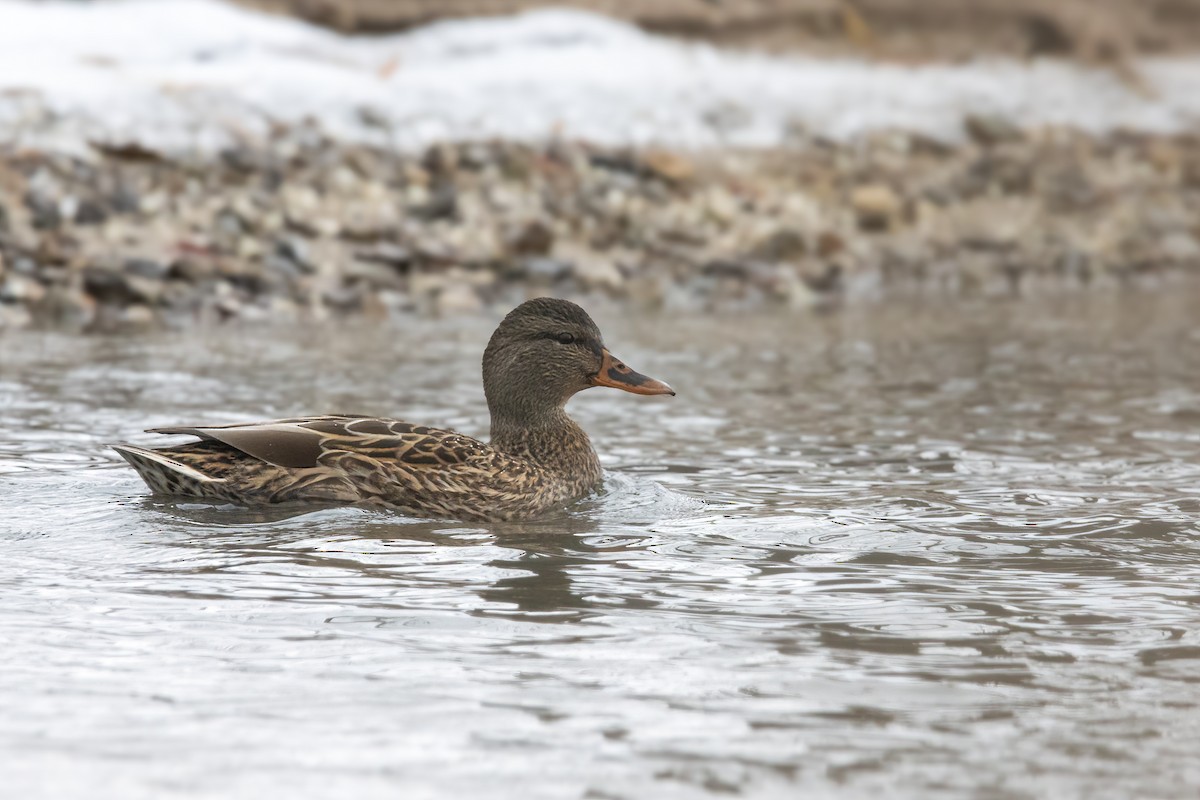 Mallard - ML647531571