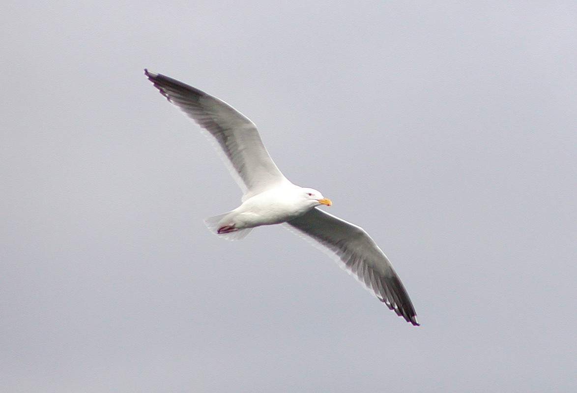 Gaviota Occidental - ML647531577