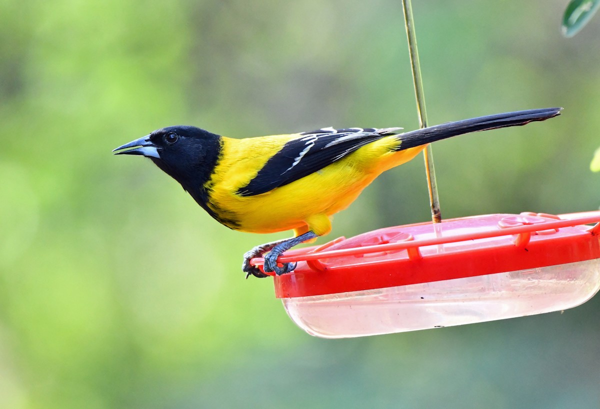 Черноголовый трупиал - ML647531578