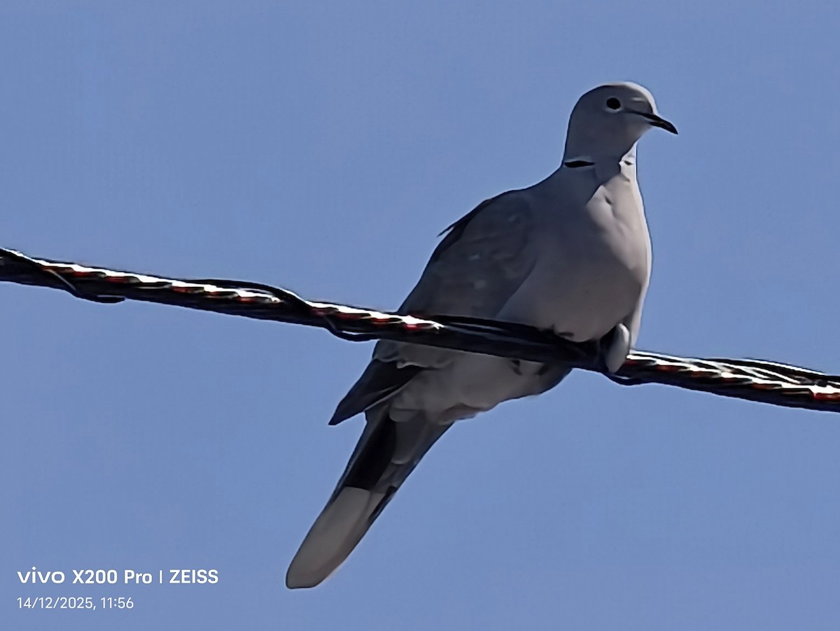 Кольчатая горлица - ML647531579