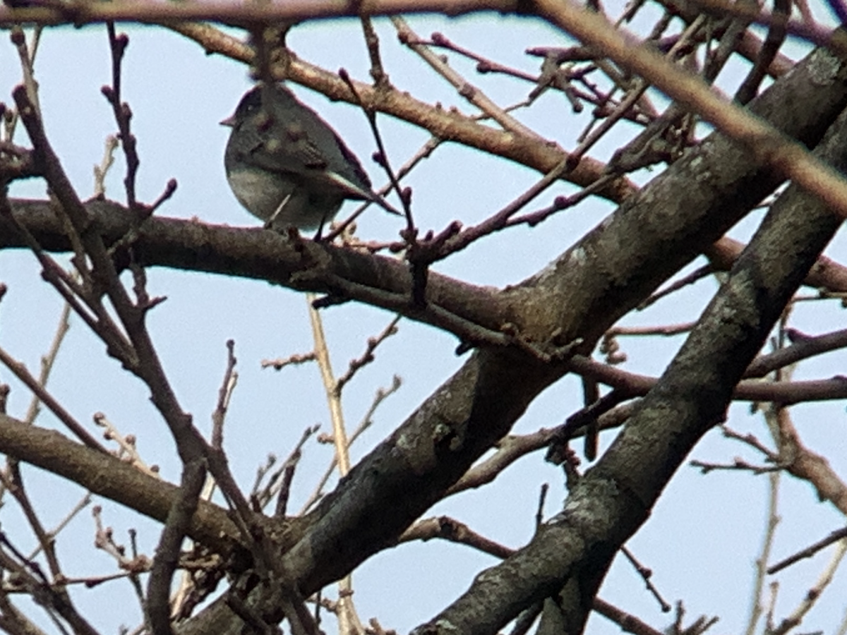 Серый юнко - ML647531580