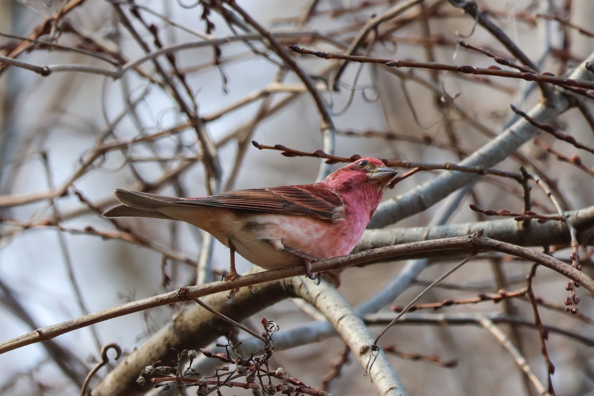 Пурпурная чечевица - ML647531581