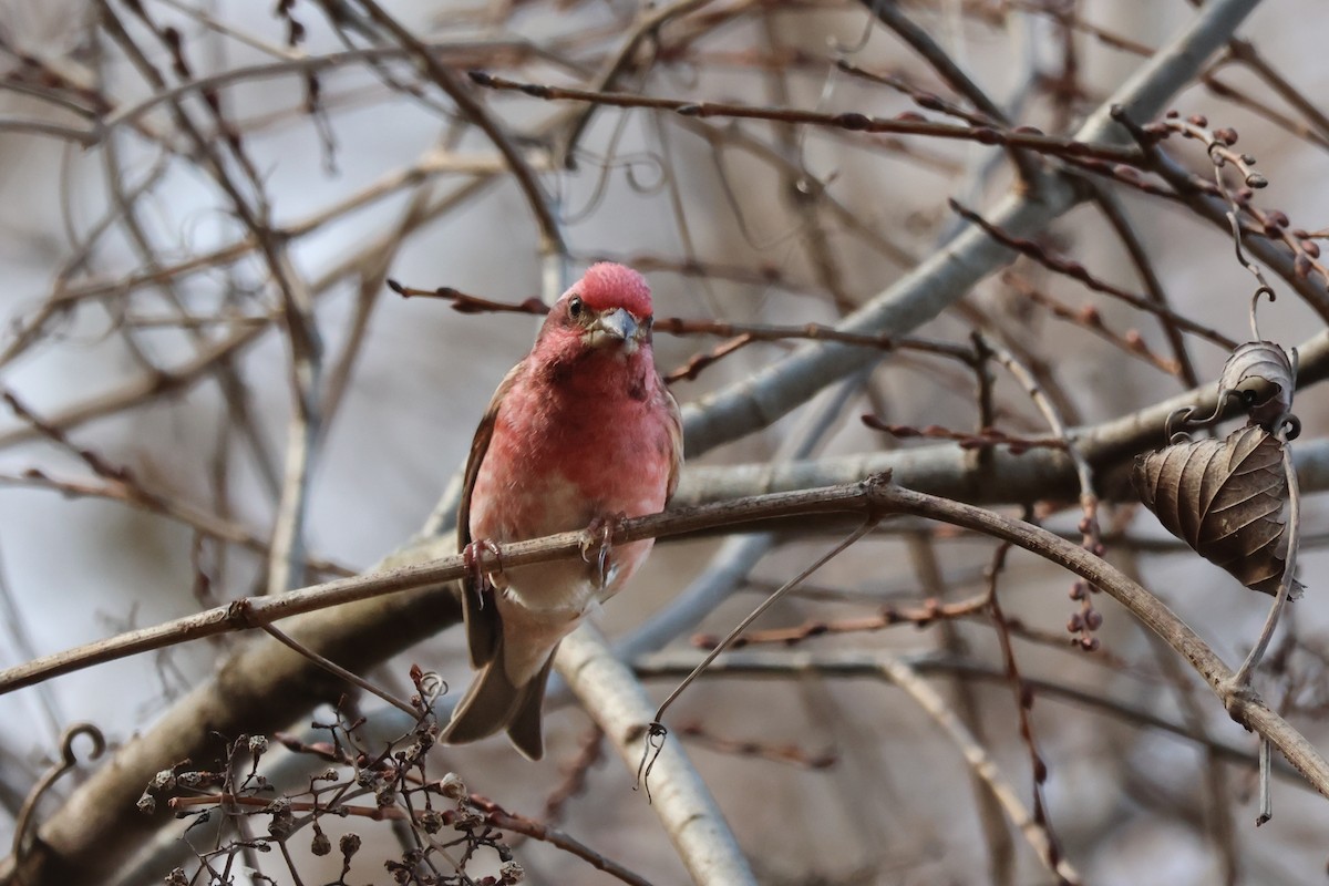 Пурпурная чечевица - ML647531582