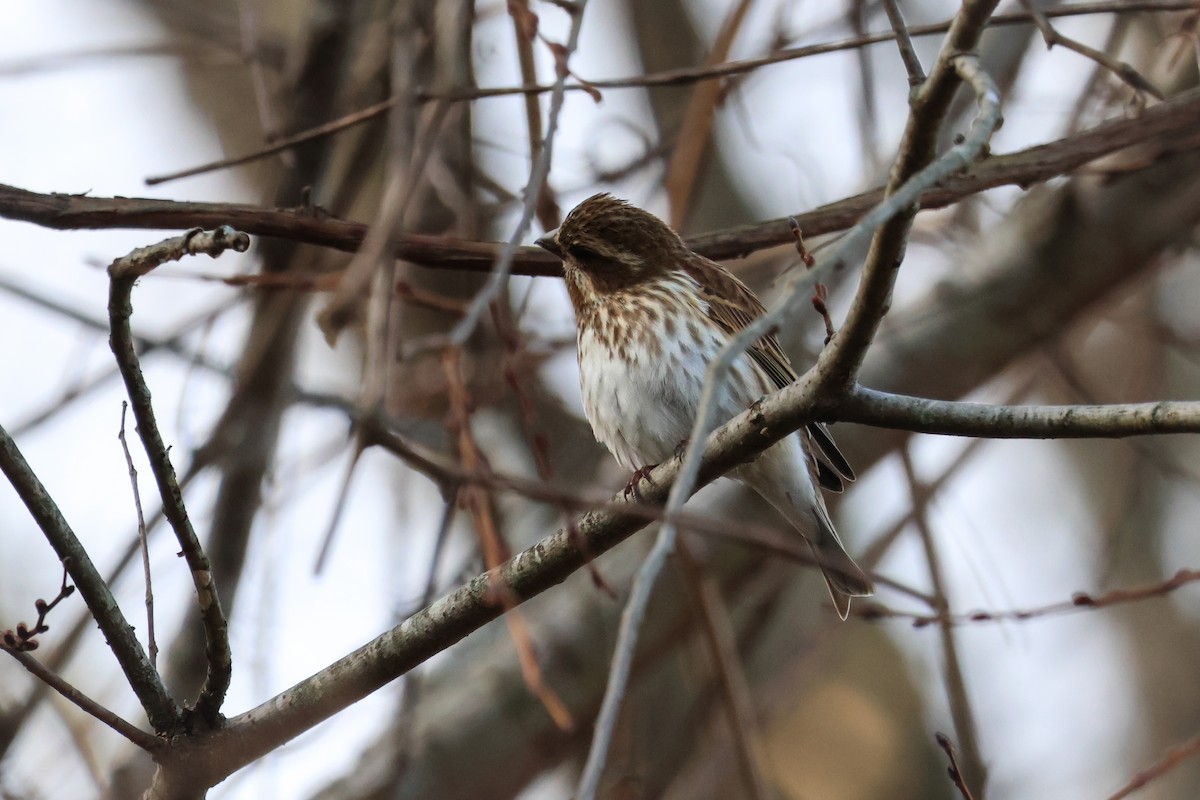 Пурпурная чечевица - ML647531583