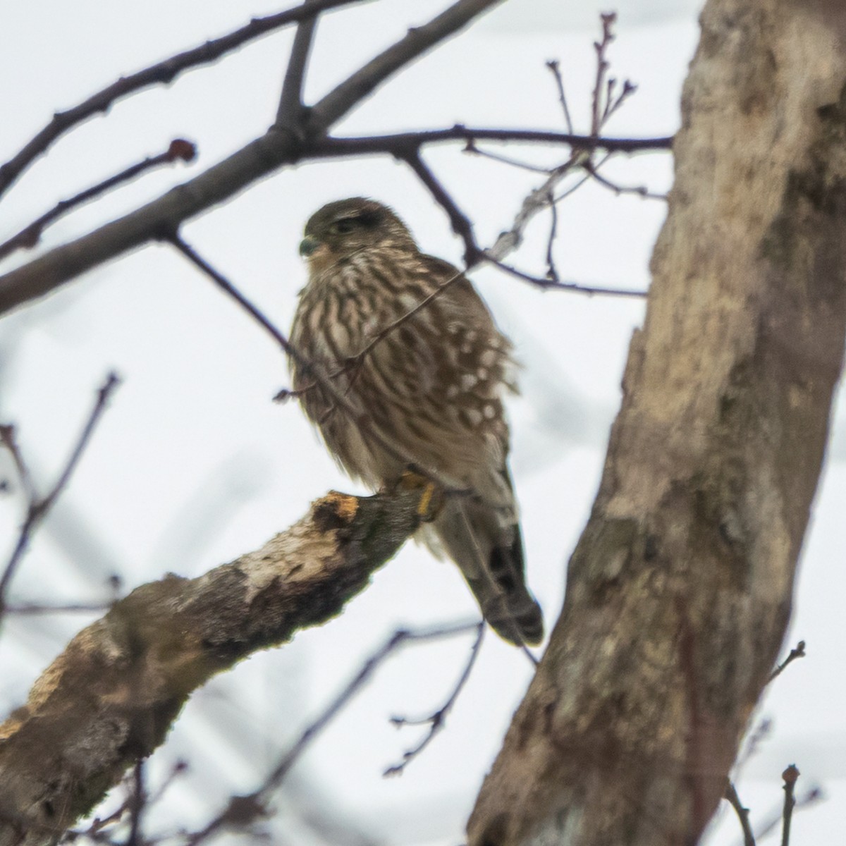 Дербник - ML647531584