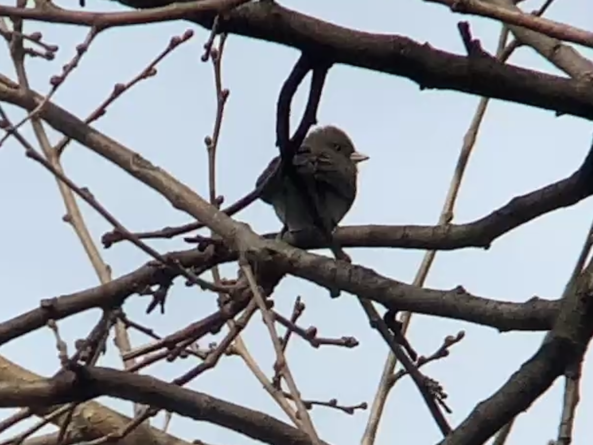 Серый юнко - ML647531585