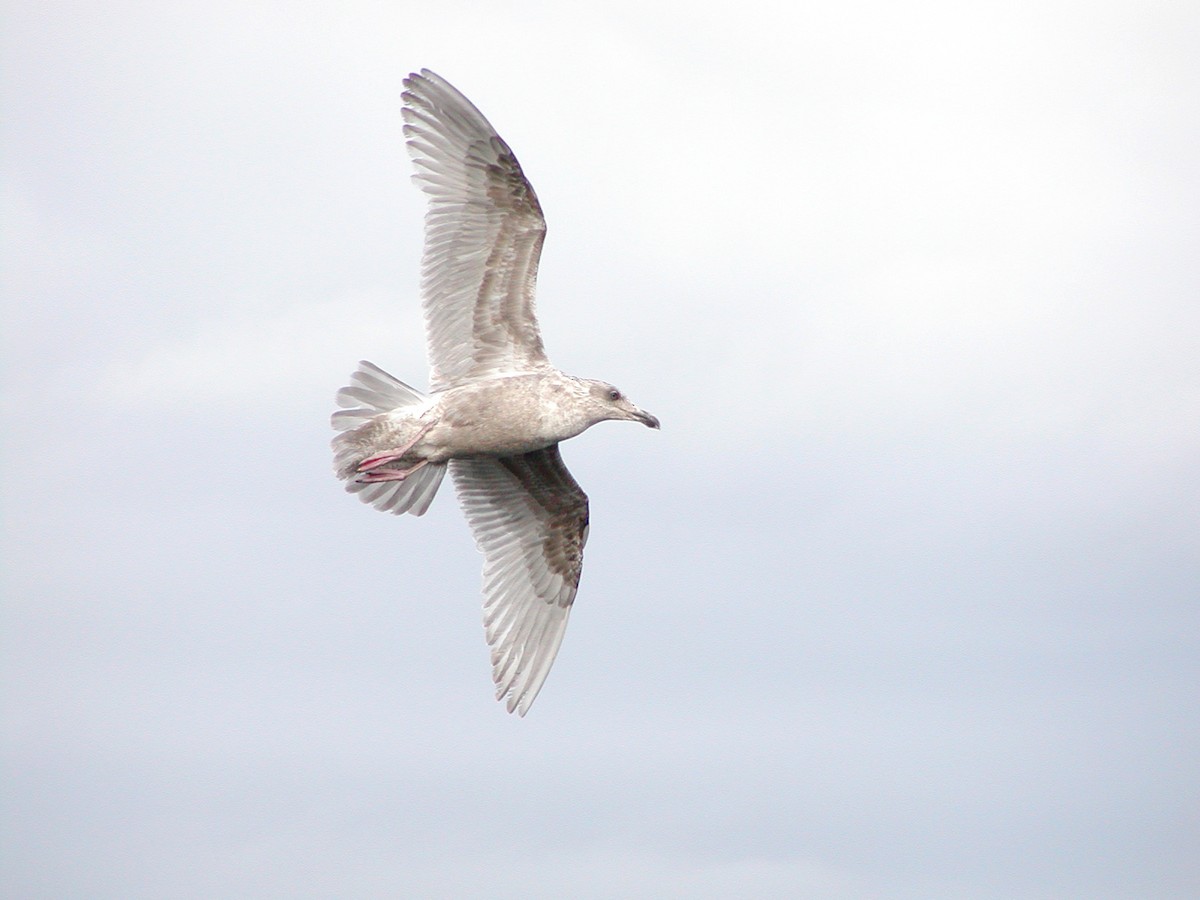Серокрылая чайка - ML647531586