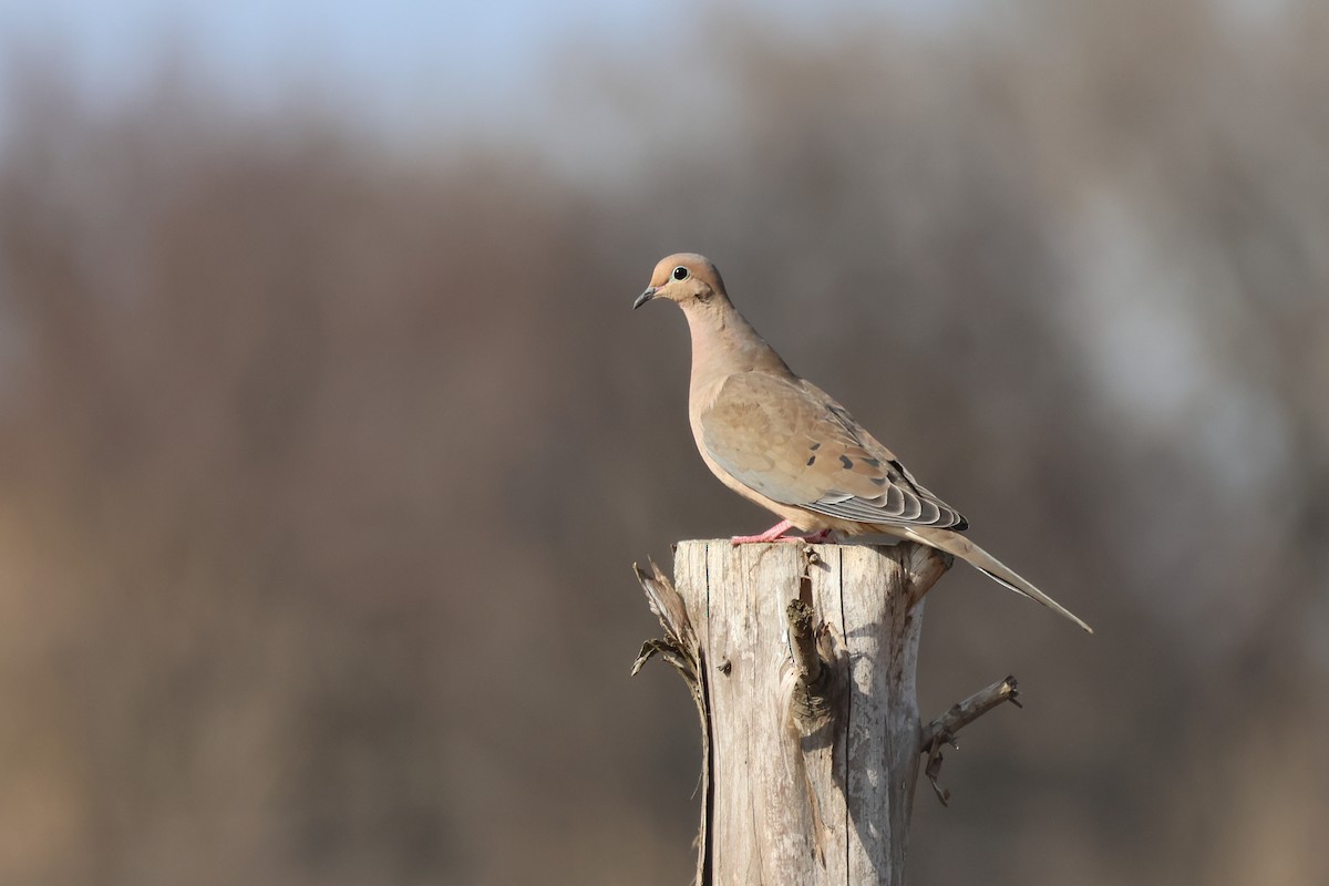 Плачущая горлица - ML647531587