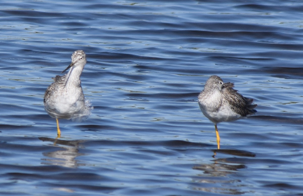 Пёстрый улит - ML647531590