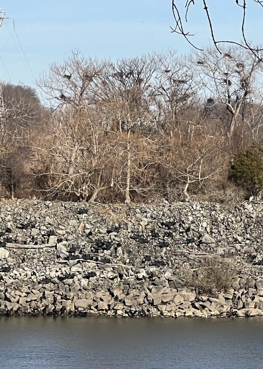 Чёрная катарта - ML647531594